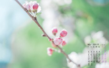 2016年5月日历春光风景桌面壁纸