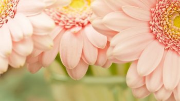 夏季浪漫鲜花高清桌面壁纸