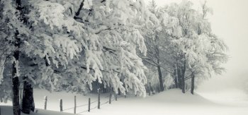 冬天大雪树栅栏风景桌面壁纸