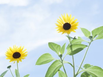 山花烂漫 第二辑