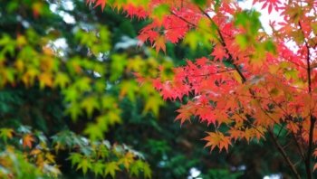 亚洲十大旅游城市京都枫叶