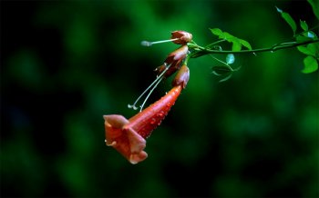 清新雨后凌霄花露珠图片桌面壁纸下载2