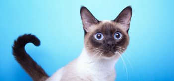 猫咪，暹罗猫，桌面壁纸