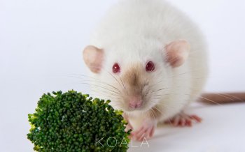 超萌宠物花枝鼠清新摄影图片壁纸 第二辑