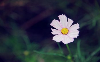 唯美清新花卉电脑桌面壁纸图片7下载