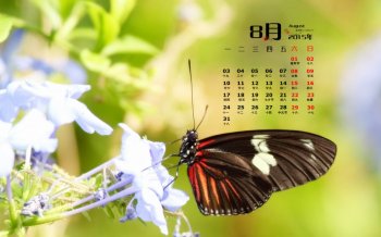 2015年8月日历壁纸美丽的蝴蝶图片大自然蝶恋花