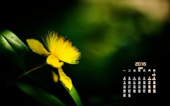 2016年5月日历清新自然花卉电脑桌面壁纸