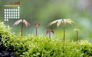 2015年3月日历从泥土里冒出的橡树嫩芽清新自然植物高清电脑桌面壁纸