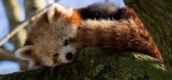 红熊猫树上睡觉桌面壁纸