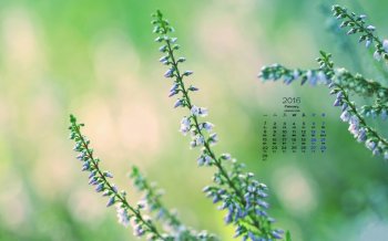 2016年2月日历高清护眼桌面壁纸图片下载1