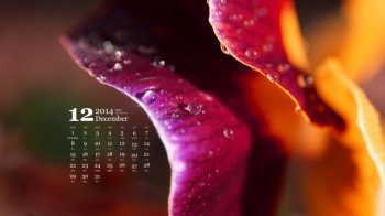 2014年12月日历绿色护眼植物清新花卉高清壁纸下载