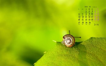 2016年6月日历蜗牛桌面壁纸