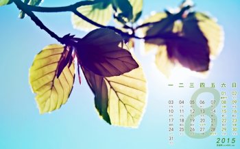 2015年8月日历精选阳光阴沉枝叶高清风景桌面壁纸下载