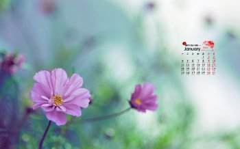 2016年1月日历花海桌面壁纸下载9