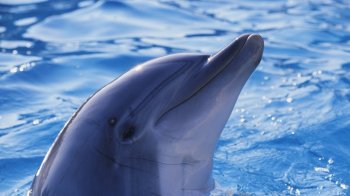 聪明伶俐的海豚桌面壁纸