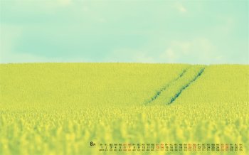 2016年8月日历油菜花桌面壁纸