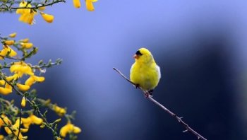 独立枝头上的小鸟