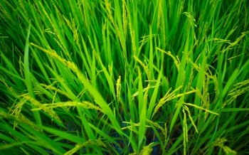 护眼绿色早春植物桌面壁纸