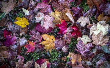 好看的花草植物唯美意境大图电脑桌面壁纸下载