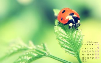 2016年5月日历绿叶上的昆虫桌面壁纸
