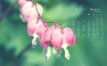 2016年1月日历灯笼花桌面壁纸下载