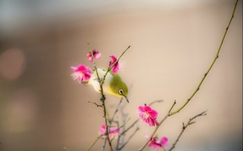 夏日护眼花卉图片电脑壁纸