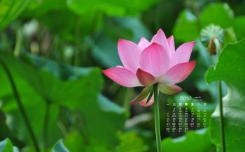 高清大图的清新脱俗的荷花桌面壁纸图片