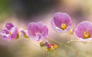 2016年1月日历精选唯美清新桌面壁纸