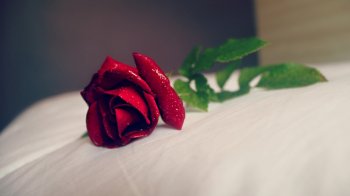 2015年浪漫情人节唯美好看的红色玫瑰花素材图片桌面壁纸下载