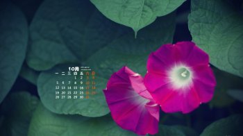 2015年10月日历小清新牵牛花高清电脑桌面壁纸3下载