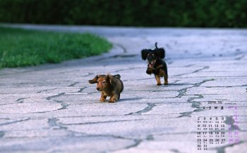 2016年5月日历路上的狗狗桌面壁纸