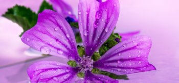 锦葵花高清桌面壁纸