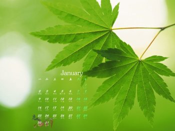 2017年1月绿叶植物护眼微距高清桌面日历壁纸