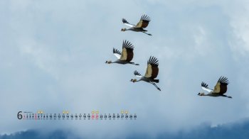 2015年6月日历鸟类动物高清图片桌面壁纸下载