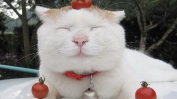 可爱呆萌猫叔桌面壁纸