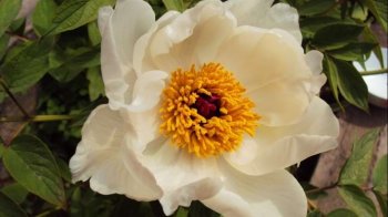 芍药花高清图片桌面壁纸