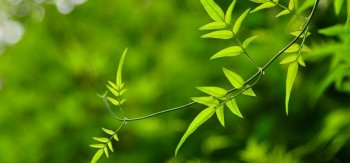 叶子,绿色的桌面, 保护视力的壁纸,保护眼睛的桌面壁纸