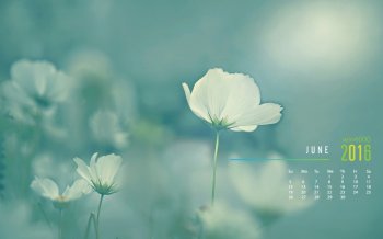 2016年6月日历简约花卉好看电脑壁纸下载