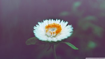 好看的植物花草高清电脑桌面壁纸