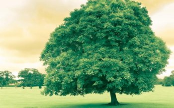 蓝天白云下的风景
