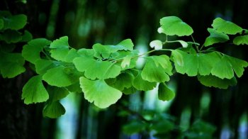 精选清新绿色桌面背景壁纸图片