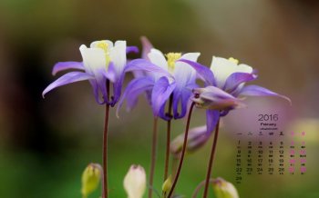 2016年2月日历自然风景护眼桌面壁纸