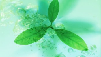 绿色清新护眼绿叶桌面壁纸下载  第三辑