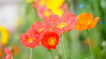 小编精选高清虞美人1080P壁纸下载欣赏