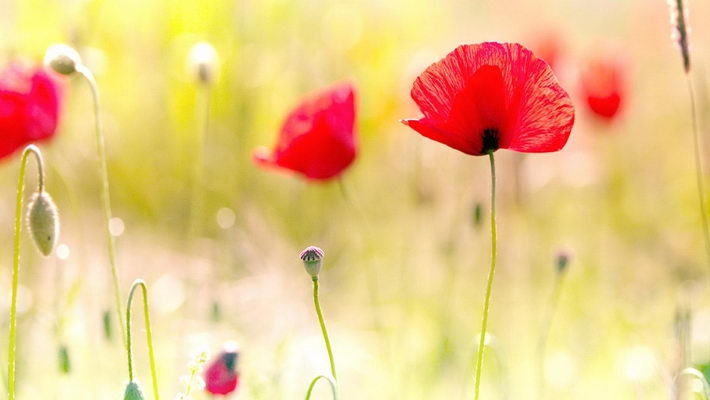 小编精选高清虞美人1080P壁纸下载欣赏