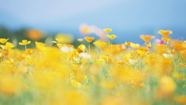 小编精选高清虞美人1080P壁纸下载欣赏