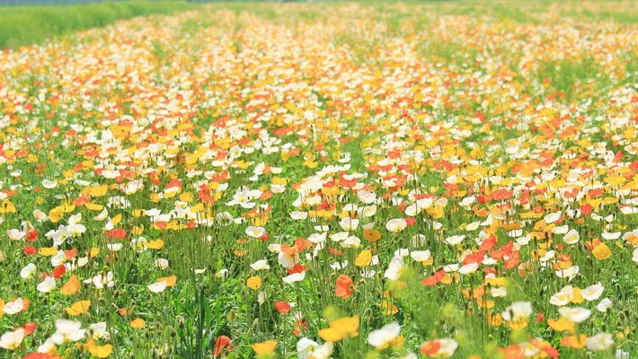 小编精选高清虞美人1080P壁纸下载欣赏