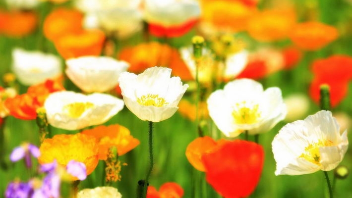 小编精选高清虞美人1080P壁纸下载欣赏