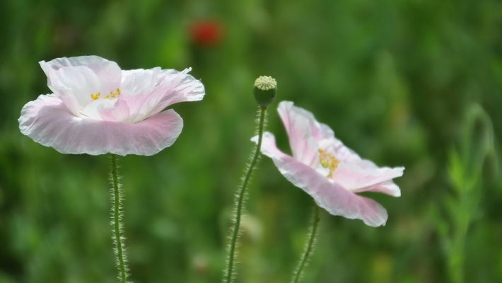 小编精选高清虞美人1080P壁纸下载欣赏