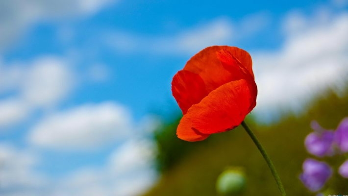 小编精选高清虞美人1080P壁纸下载欣赏